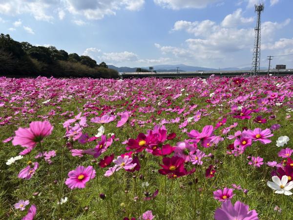 コスモスの花いっぱい