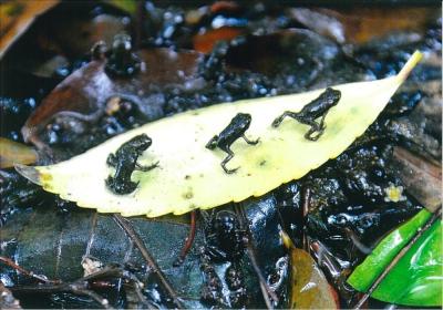 登頂するヒキガエルの写真