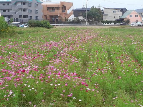 コスモスの生育状況