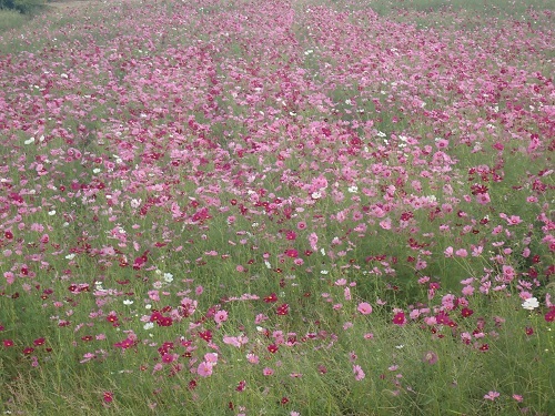 生育状況の写真