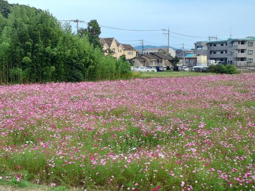 南側の開花状況