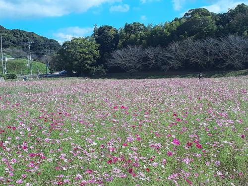 コスモスはまだ咲いています
