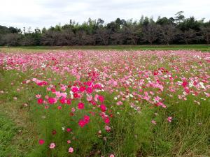 10月21日のコスモスの写真