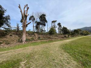 水城跡の樹木伐採のようすの写真