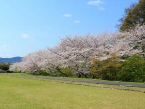 政庁跡で桜が咲いている写真