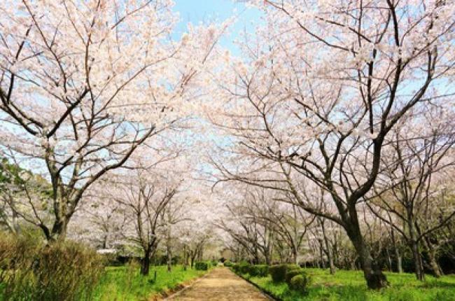 春の森　桜