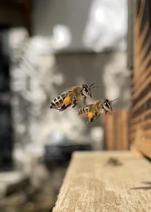 ミツバチ3