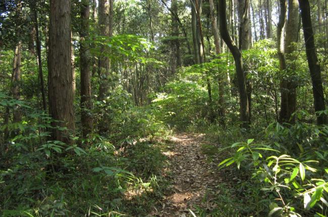 市民の森　夏